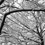 Snow-Trees-1