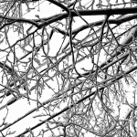 Snowy-Trees-2