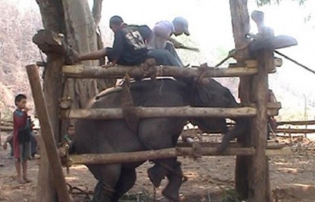 Elephant Crushing